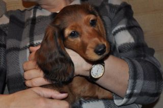 Jamnik d�ugow�osy NAILA